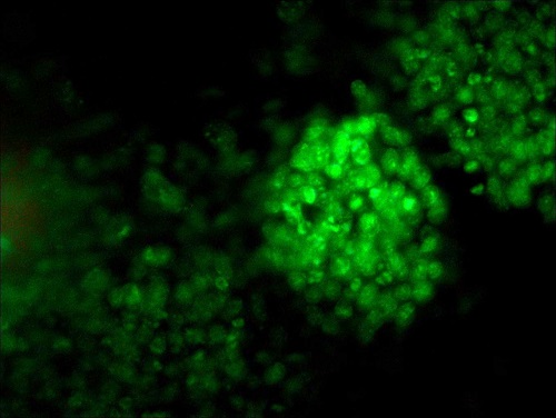 1605495338167454.jpg 熒光色.jpg